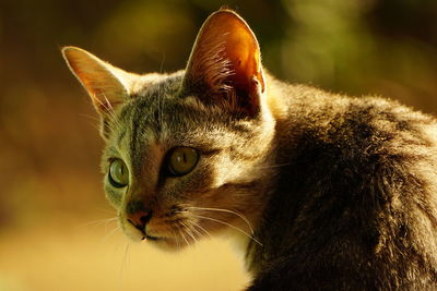 Close-up of a cat looking away