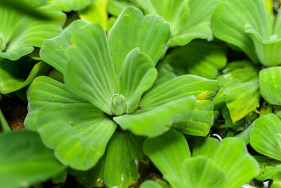 Full frame shot of green leaves