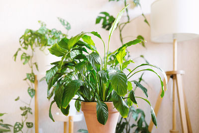 Close-up of potted plant at home