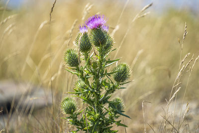 Close-up of thistle on plant at field