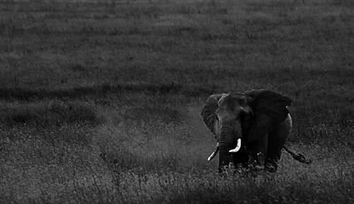 Elephant in a field