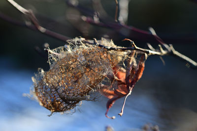 Close-up of insect on leaf