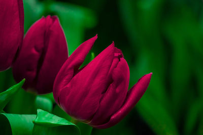 Close-up of pink flower