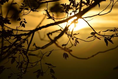 Close-up of branches against blurred background