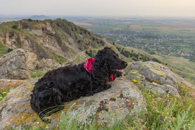 Dog on rock