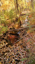 Full frame shot of autumn trees