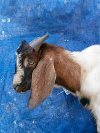 animal
