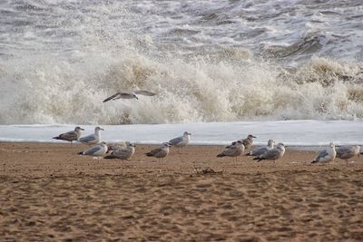 Seagulls on beach