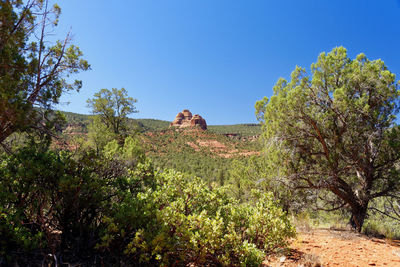 Plants and trees against clear blue sky