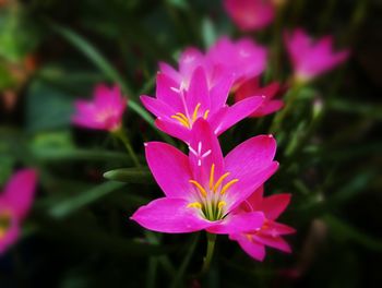 Close-up of pink flower blooming outdoors