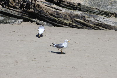 Seagull perching on rock