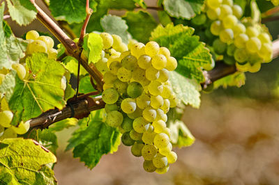 Close-up of grapes growing on tree