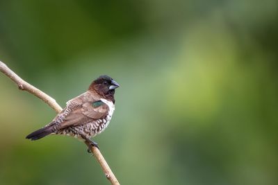The bronze mannikin or bronze munia is a small passerine bird of the afrotropics. 