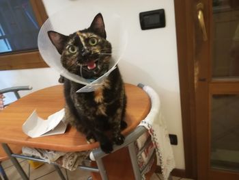 Portrait of cat sitting on table at home