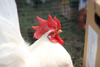 livestock