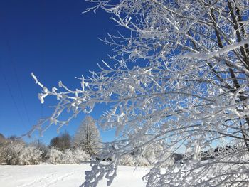 Frozen bare tree against clear blue sky