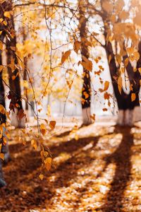 Close-up of autumn leaves on field