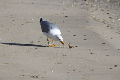Seagull perching on a sand