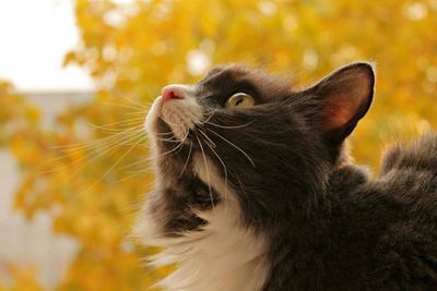 Close-up portrait of a cat