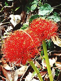 Close-up of red flowers