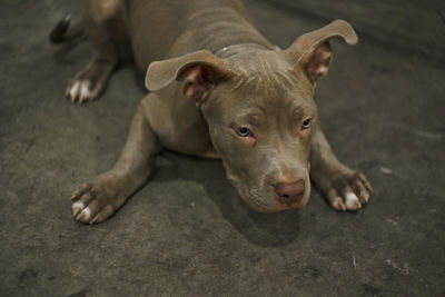 High angle view of dog lying down