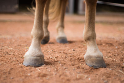 Low section of horse standing on dirt road