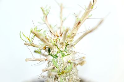 Close-up of white flowering plant