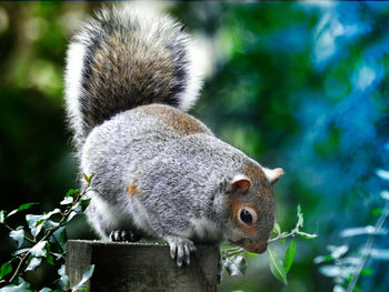 Close-up of squirrel on tree stump