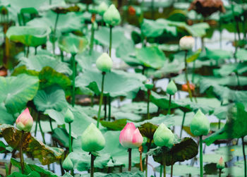 Close-up of artificial flower hanging on plant