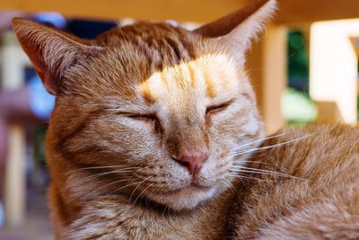 Close-up of cat relaxing on floor