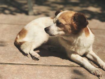 Dog sitting on floor