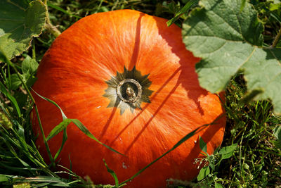 Close-up of orange flower