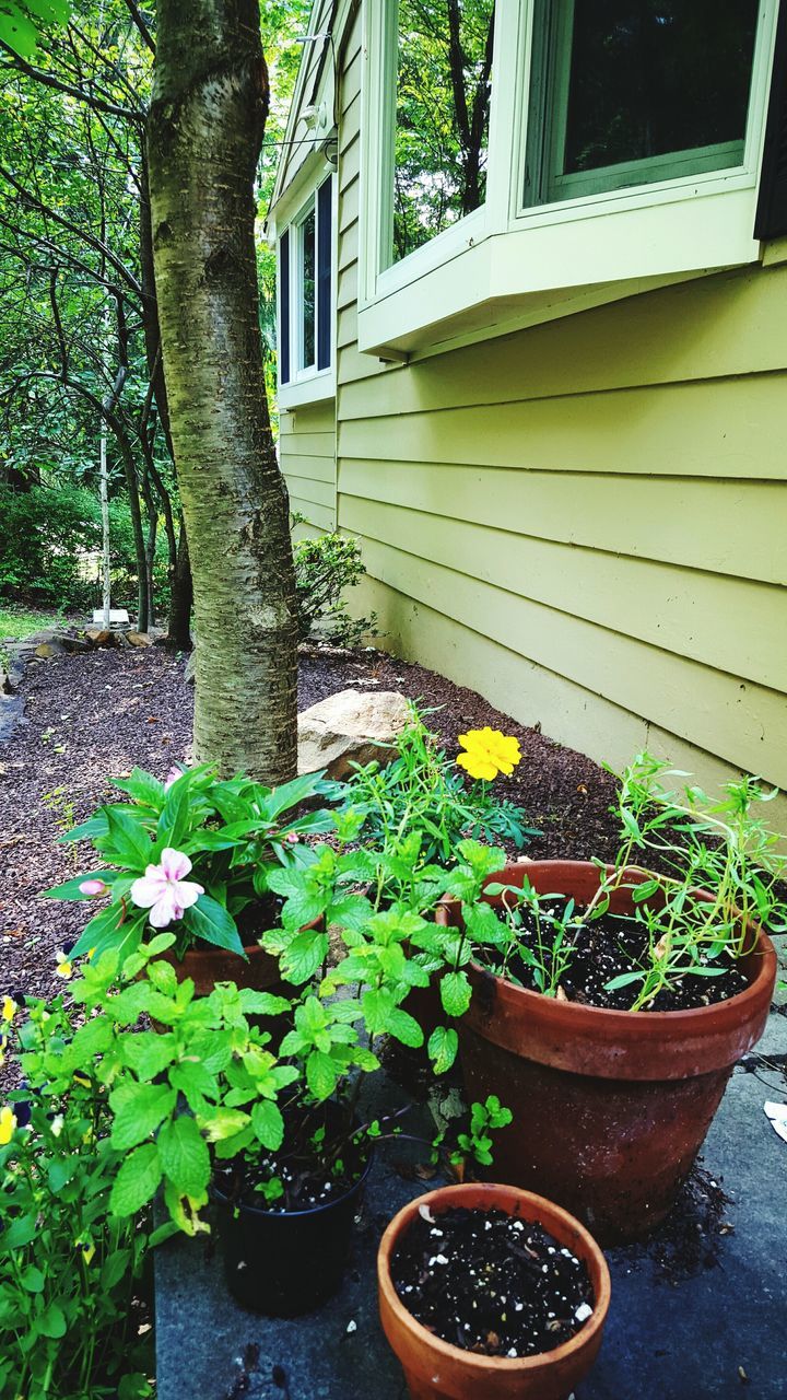 plant, potted plant, growth, built structure, architecture, leaf, building exterior, green color, front or back yard, house, flower pot, flower, wall - building feature, day, window, outdoors, no people, pot plant, wall, growing