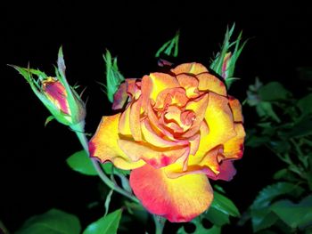 Close-up of yellow rose blooming against black background