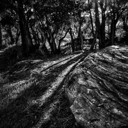 Trees in forest