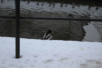 High angle view of bird perching on snow