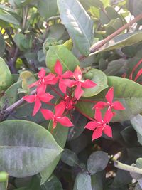 Close-up of pink flowering plant