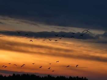 Low angle view of silhouette birds flying in sky