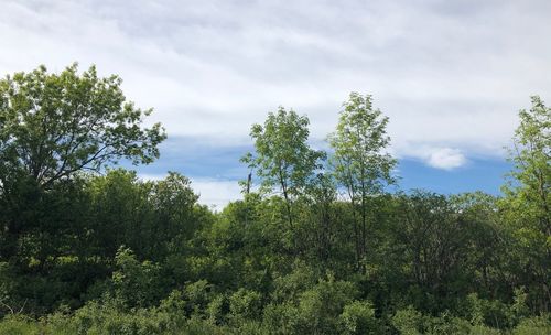 Low angle view of trees against sky