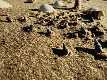 High angle view of crab on sand