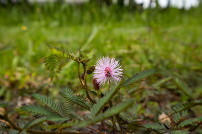 Close-up of flowering plant on field