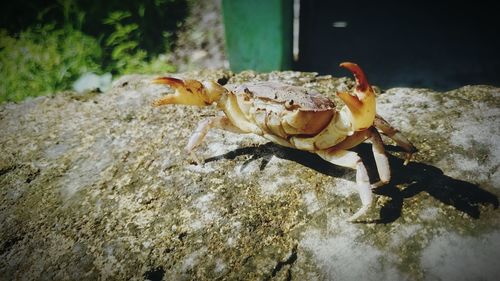 Close-up of crab on rock