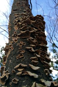 Low angle view of tree against sky