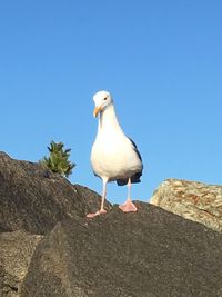 Low angle view of seagull perching on retaining wall against clear blue sky