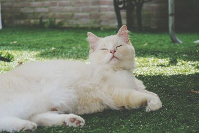 White cat resting on grass