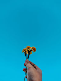 Person holding red flowering plant against blue sky