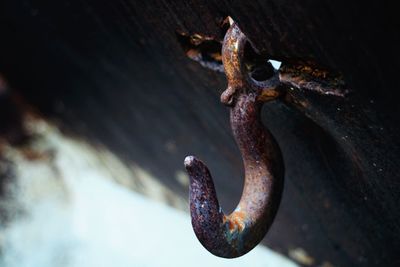 High angle view of lizard on rusty metal