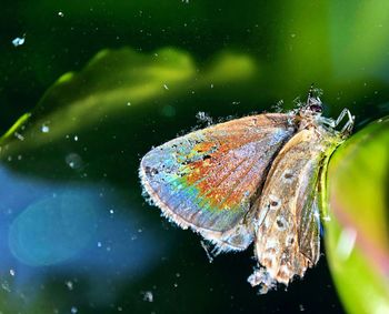 Close-up of butterfly on leaf