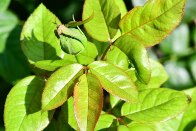 Close-up of insect on leaves