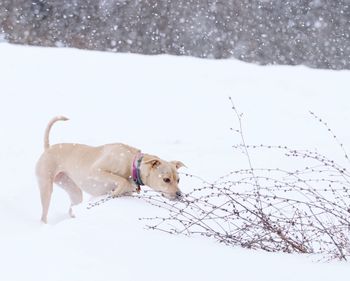 Dog lying on snow covered land